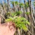 红油香椿芽大棚香椿芽反季节大棚香椿芽