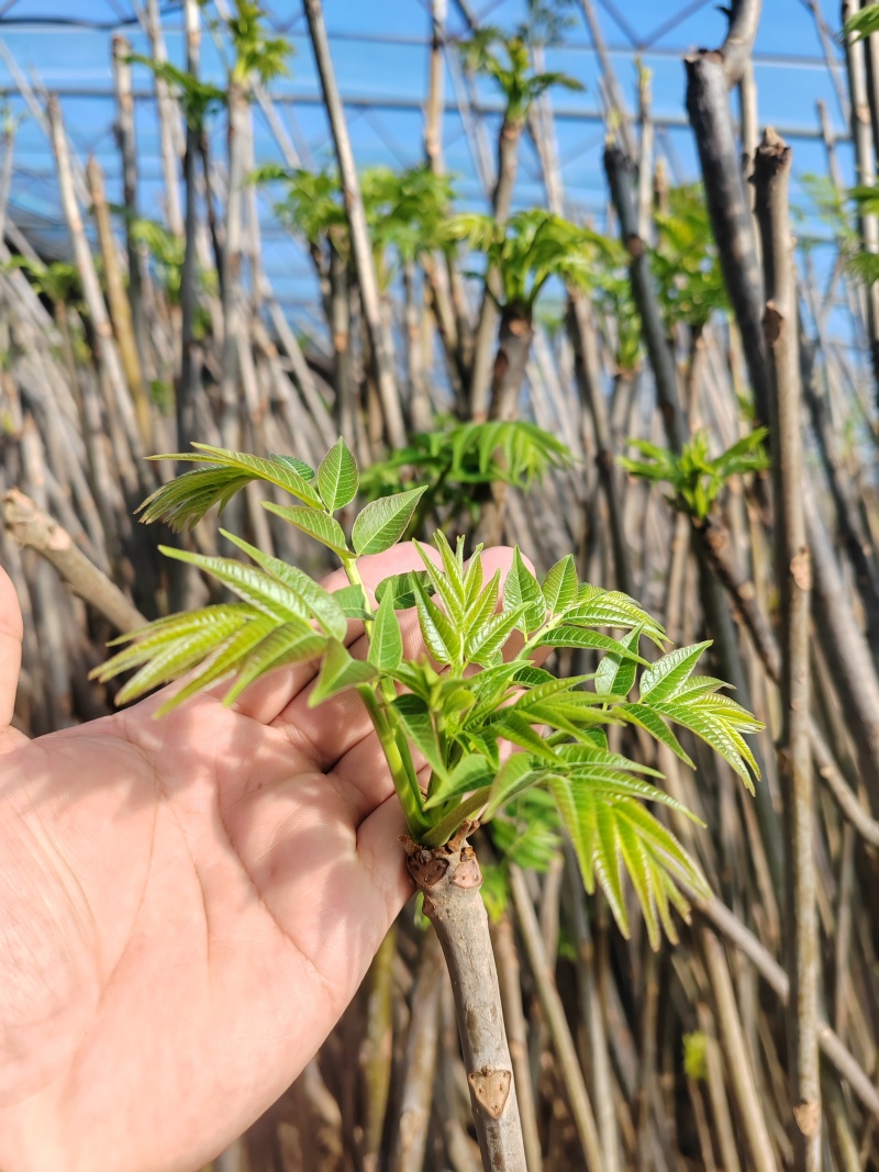 红油香椿芽大棚香椿芽反季节大棚香椿芽