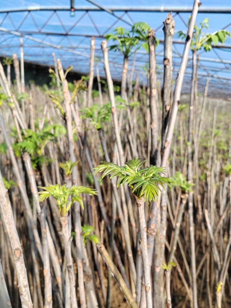 红油香椿芽大棚香椿芽反季节大棚香椿芽