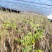 红油香椿芽大棚香椿芽反季节大棚香椿芽