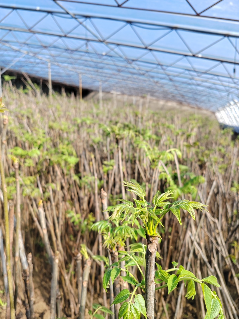 红油香椿芽大棚香椿芽反季节大棚香椿芽