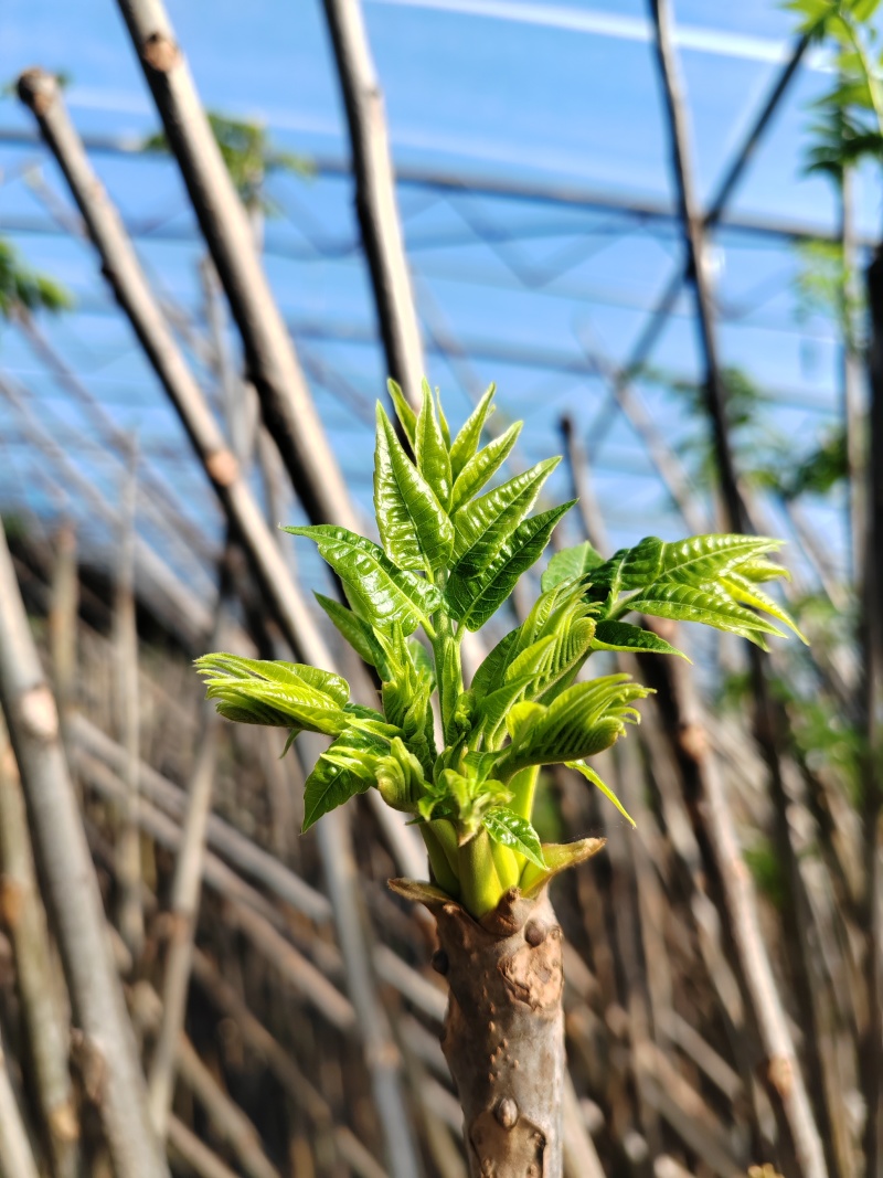 红油香椿芽大棚香椿芽反季节大棚香椿芽