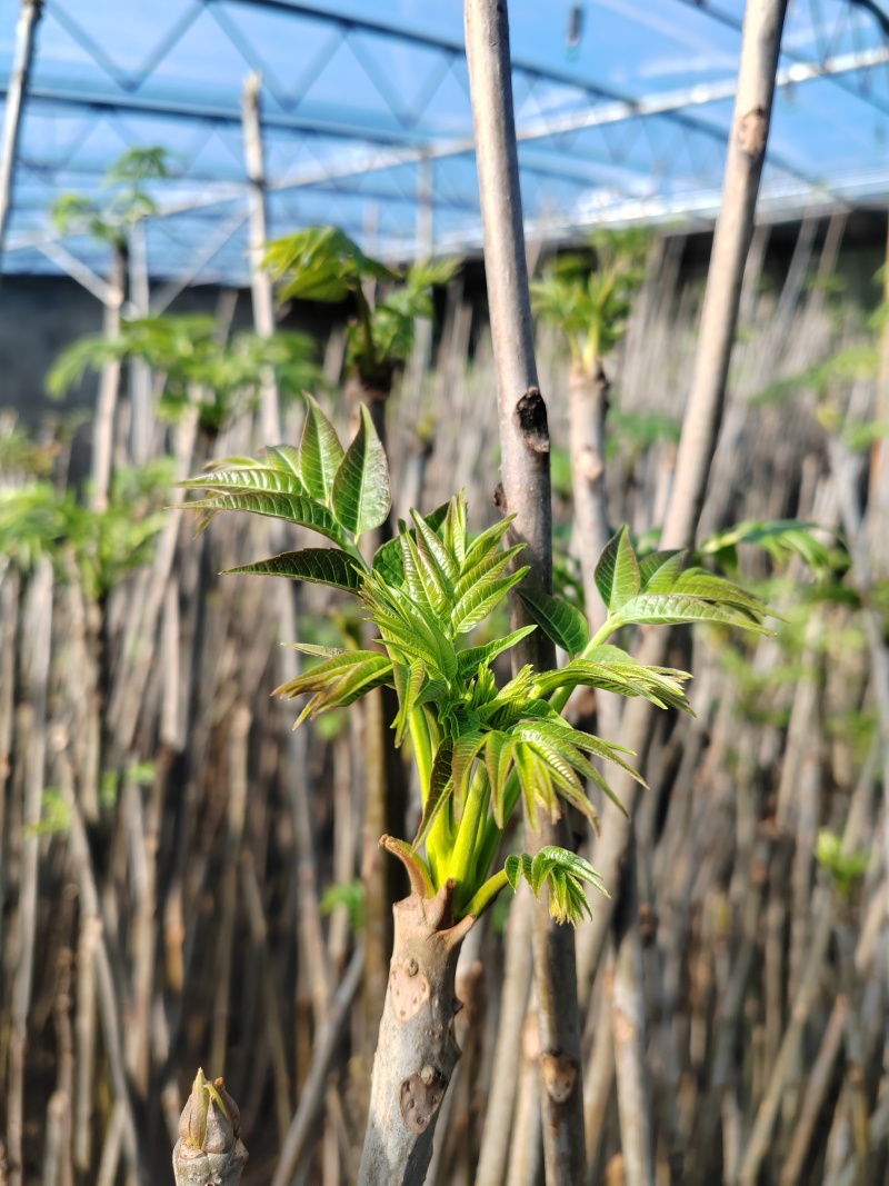 红油香椿芽大棚香椿芽反季节大棚香椿芽