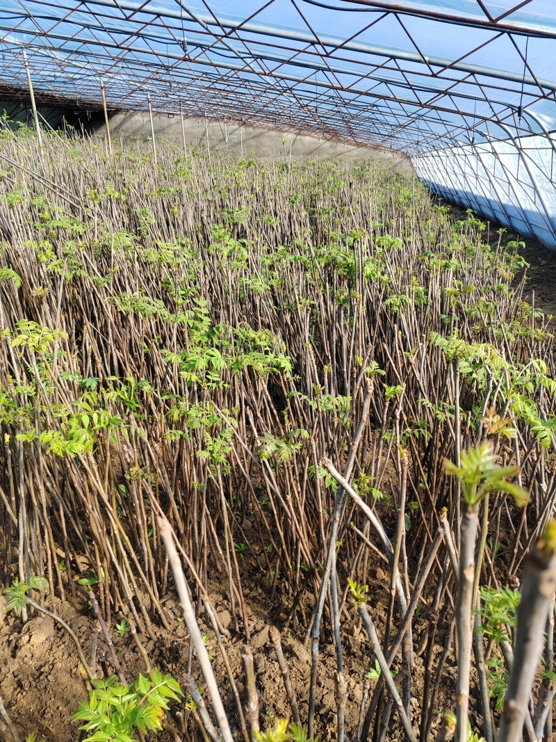 红油香椿芽大棚香椿芽反季节大棚香椿芽