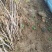 红油香椿芽大棚香椿芽反季节大棚香椿芽