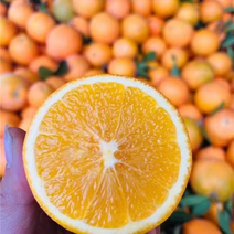 云南精品纽荷尔脐橙，品质保证价格真实欢迎选购
