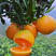 云南精品纽荷尔脐橙，品质保证价格真实欢迎选购