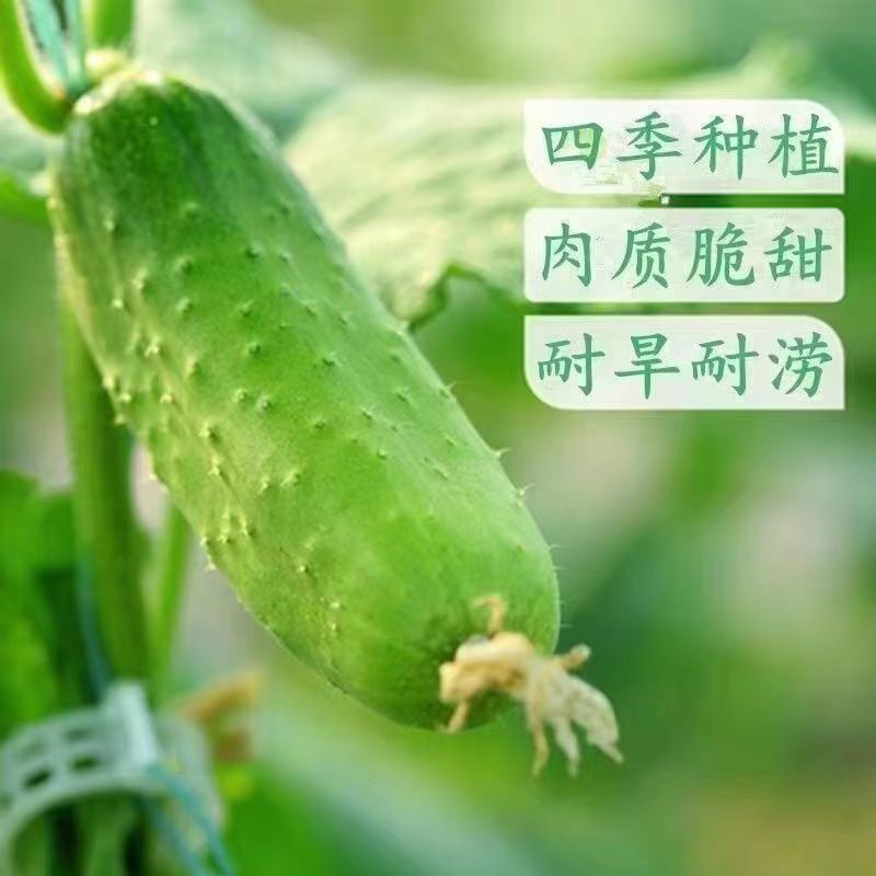 常年出售水果黄瓜苗密刺黄瓜苗品种齐全品质保证电联