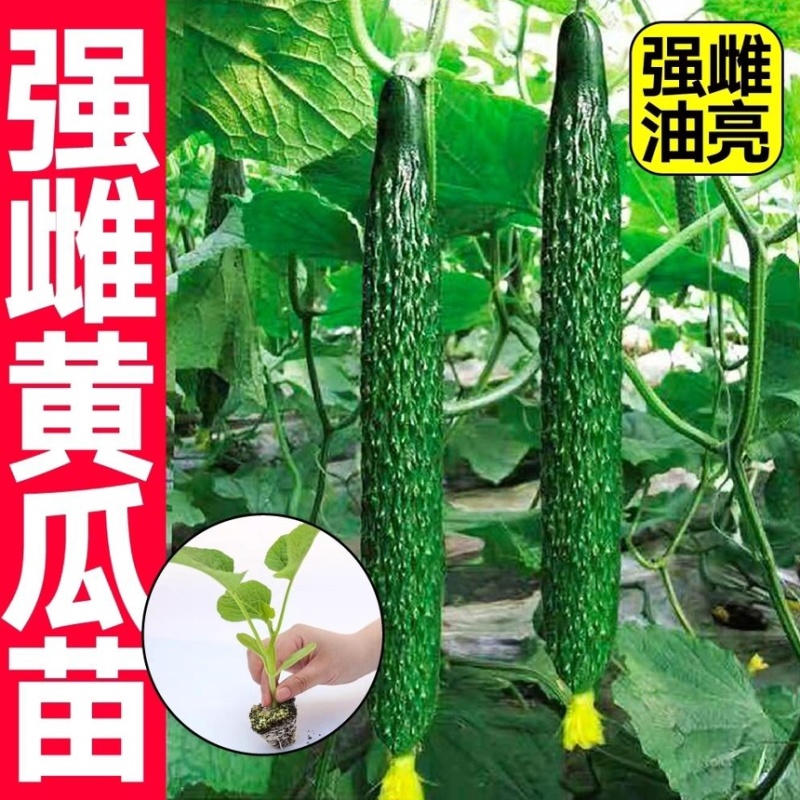 常年出售水果黄瓜苗密刺黄瓜苗品种齐全品质保证电联