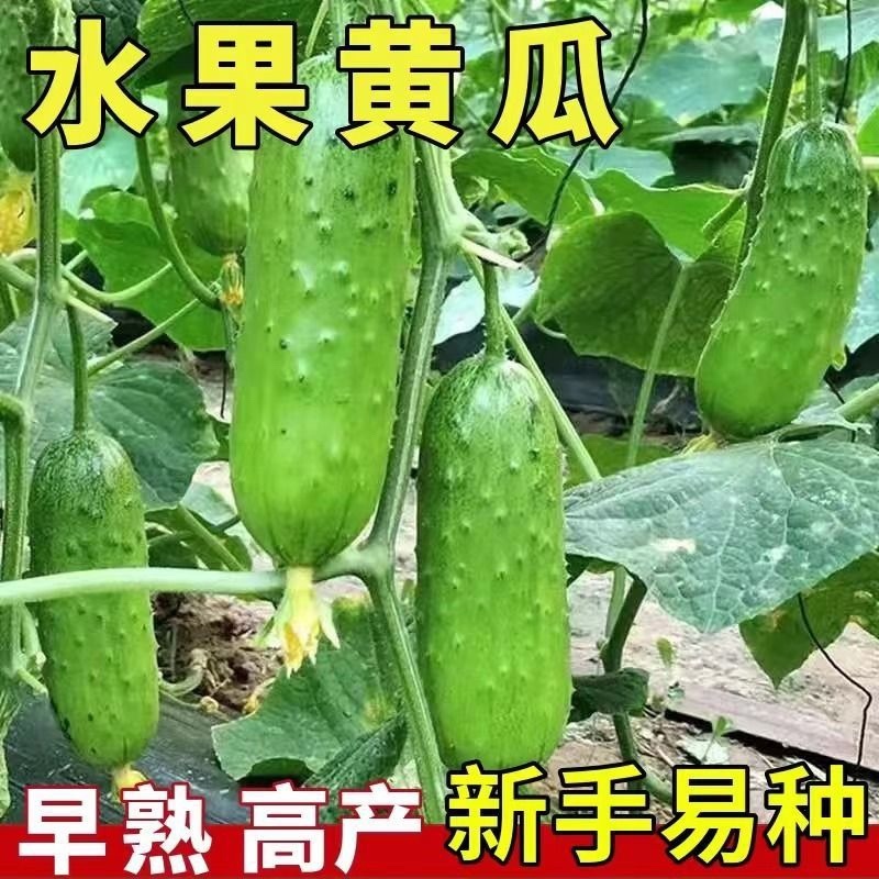常年出售水果黄瓜苗密刺黄瓜苗品种齐全品质保证电联