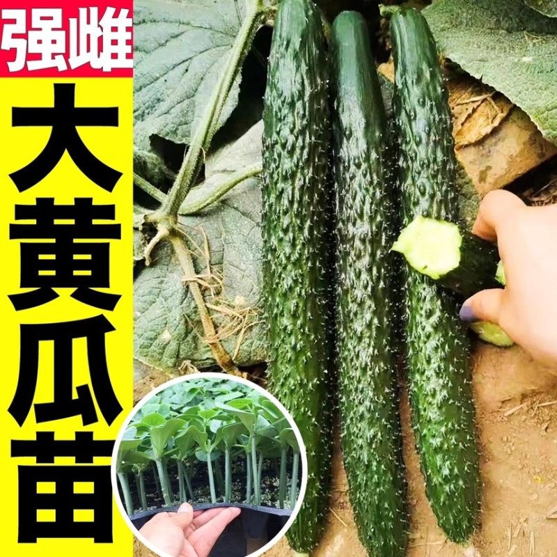 常年出售水果黄瓜苗密刺黄瓜苗品种齐全品质保证电联