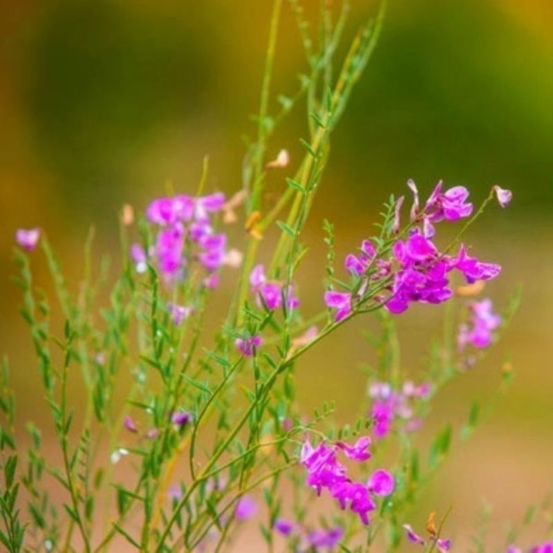 花棒种子花棒籽灌木种子春季夏季紫花多年生观花防风固沙耐寒