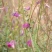 花棒种子花棒籽灌木种子春季夏季紫花多年生观花防风固沙耐寒
