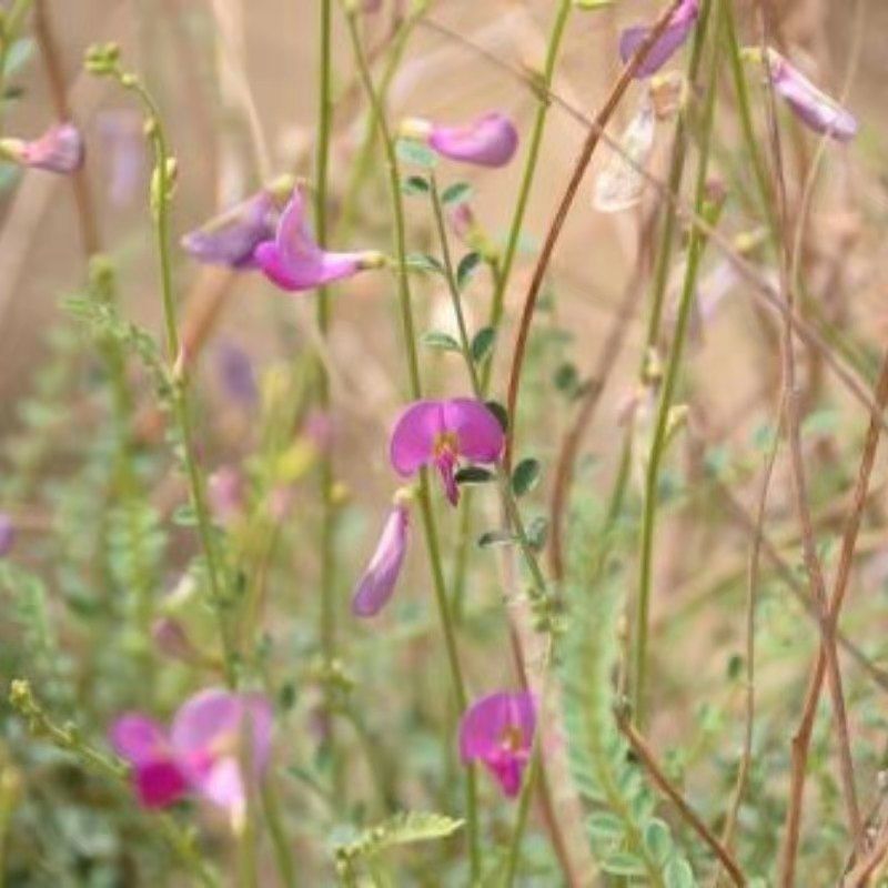 花棒种子花棒籽灌木种子春季夏季紫花多年生观花防风固沙耐寒