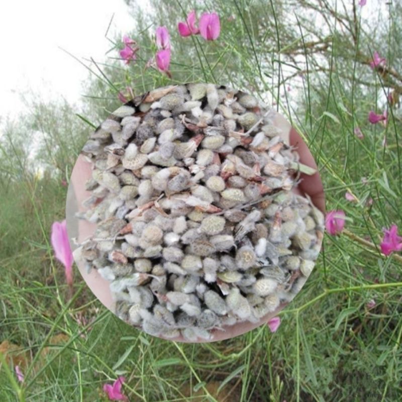 花棒种子花棒籽灌木种子春季夏季紫花多年生观花防风固沙耐寒