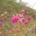 花棒种子花棒籽灌木种子春季夏季紫花多年生观花防风固沙耐寒