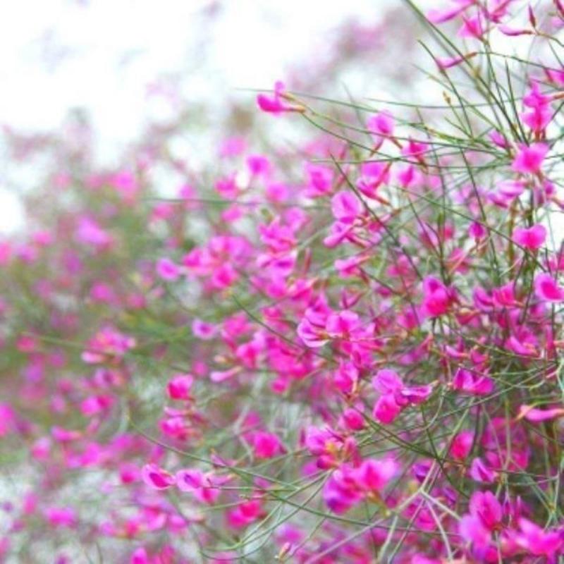 花棒种子花棒籽灌木种子春季夏季紫花多年生观花防风固沙耐寒