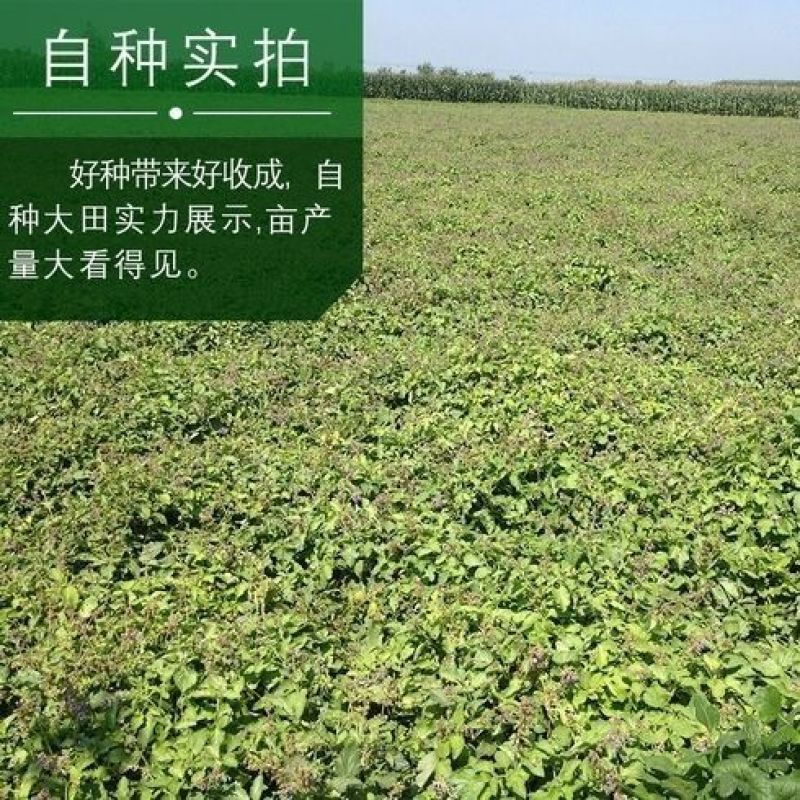 丹参种子散装批发中药材草药籽易种易管理大红根血参泡茶药用
