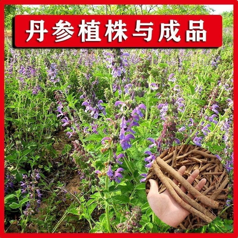 丹参种子散装批发中药材草药籽易种易管理大红根血参泡茶药用