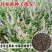 丹参种子散装批发中药材草药籽易种易管理大红根血参泡茶药用