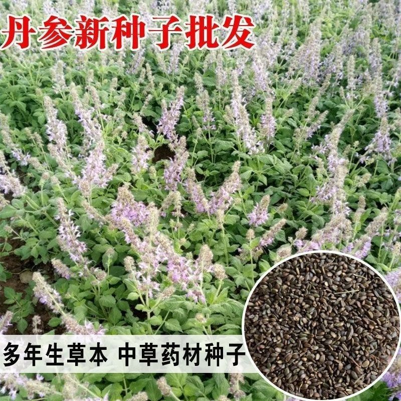 丹参种子散装批发中药材草药籽易种易管理大红根血参泡茶药用