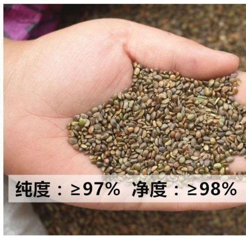 丹参种子散装批发中药材草药籽易种易管理大红根血参泡茶药用
