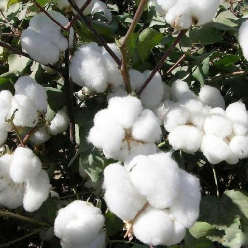 棉花种子高产散装抗虫农用棉花种籽新棉花种子四季棉