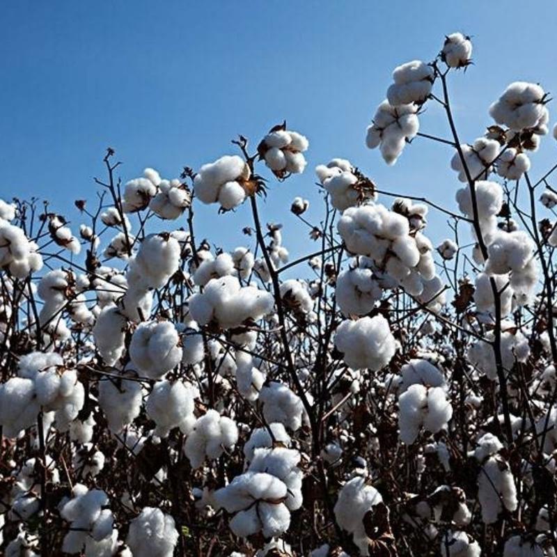 棉花种子高产散装抗虫农用棉花种籽新棉花种子四季棉