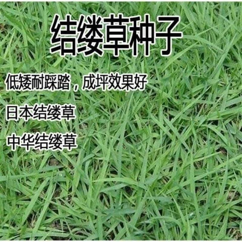 日本结缕草种子进口草坪草籽四季长青矮生耐践踏庭院足球场草