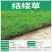 日本结缕草种子进口草坪草籽四季长青矮生耐践踏庭院足球场草