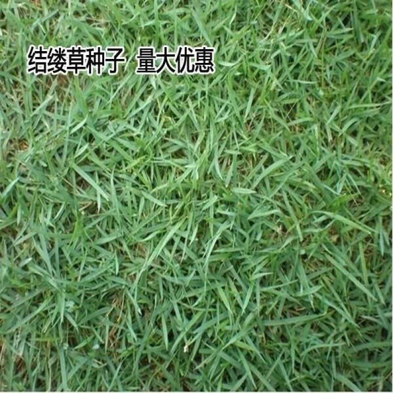 日本结缕草种子进口草坪草籽四季长青矮生耐践踏庭院足球场草