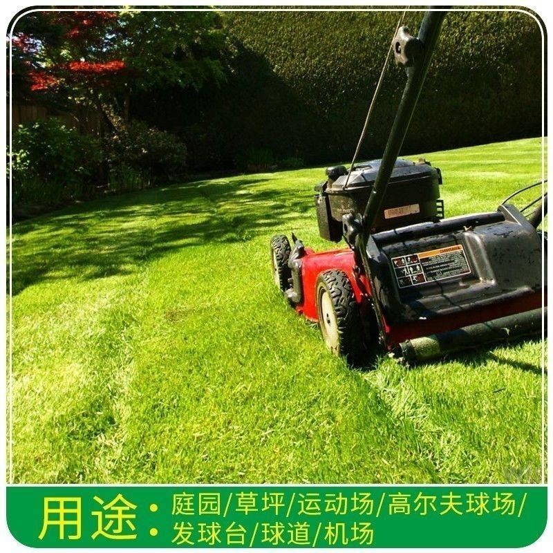 日本结缕草种子进口草坪草籽四季长青矮生耐践踏庭院足球场草