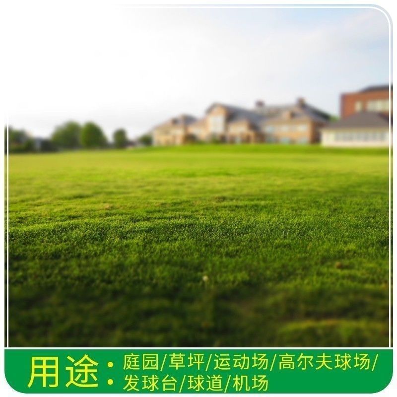 日本结缕草种子进口草坪草籽四季长青矮生耐践踏庭院足球场草