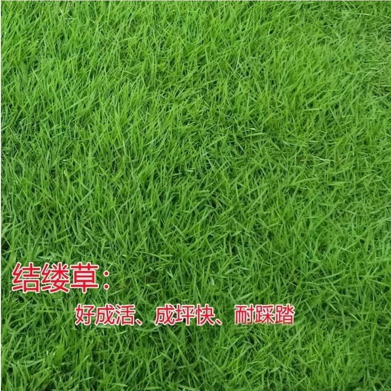 日本结缕草种子进口草坪草籽四季长青矮生耐践踏庭院足球场草