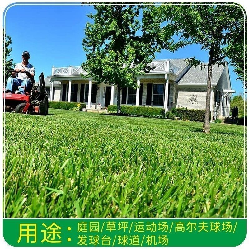 日本结缕草种子进口草坪草籽四季长青矮生耐践踏庭院足球场草