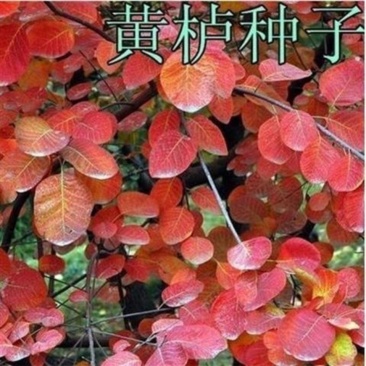 黄栌种子黄栌树籽风景树种子盆景树种子观赏树种子绿化林木种