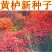黄栌种子黄栌树籽风景树种子盆景树种子观赏树种子绿化林木种