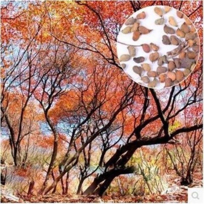 黄栌种子黄栌树籽风景树种子盆景树种子观赏树种子绿化林木种