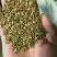 黄栌种子黄栌树籽风景树种子盆景树种子观赏树种子绿化林木种