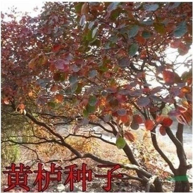 黄栌种子黄栌树籽风景树种子盆景树种子观赏树种子绿化林木种