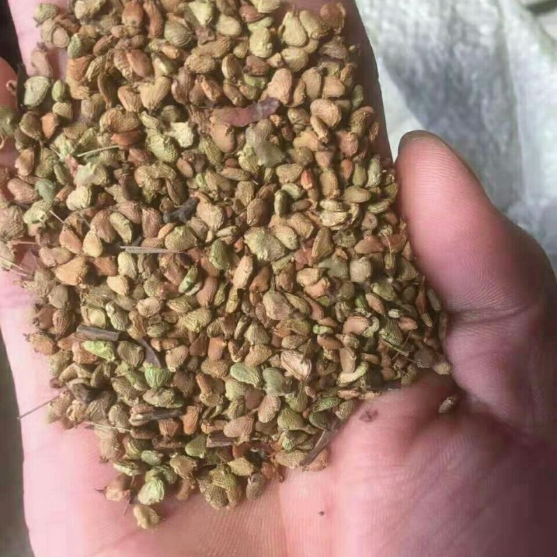 黄栌种子黄栌树籽风景树种子盆景树种子观赏树种子绿化林木种
