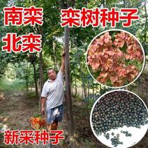 新采栾树种子北京栾树种子林木种子黄山栾树种子北栾