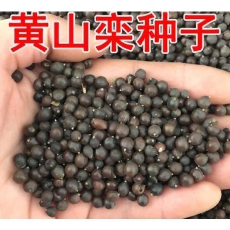 新采栾树种子北京栾树种子林木种子黄山栾树种子北栾