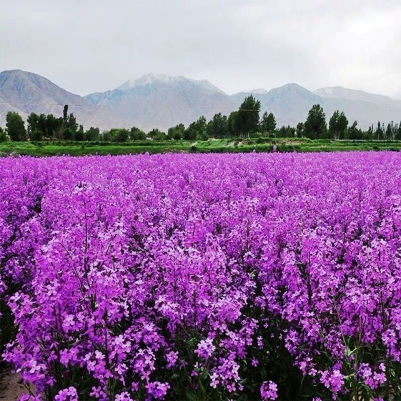 多年生花子喜阴花卉植物蓝香芥种子四季速生花种籽户外花草花