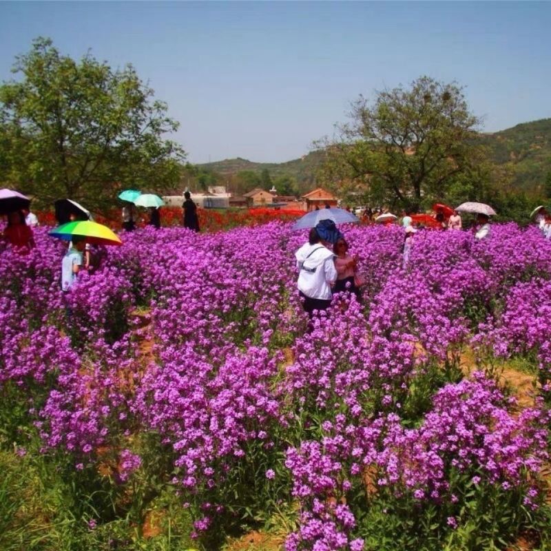 多年生花子喜阴花卉植物蓝香芥种子四季速生花种籽户外花草花