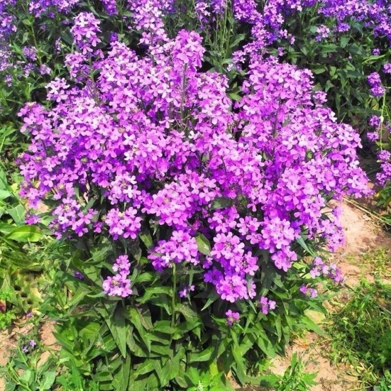 多年生花子喜阴花卉植物蓝香芥种子四季速生花种籽户外花草花