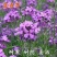 多年生花子喜阴花卉植物蓝香芥种子四季速生花种籽户外花草花
