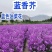 多年生花子喜阴花卉植物蓝香芥种子四季速生花种籽户外花草花