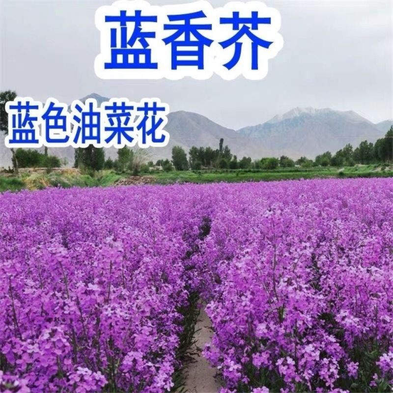 多年生花子喜阴花卉植物蓝香芥种子四季速生花种籽户外花草花