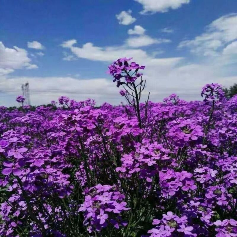 多年生花子喜阴花卉植物蓝香芥种子四季速生花种籽户外花草花